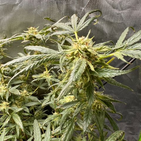 Gertrud #2 growlog timeline photo