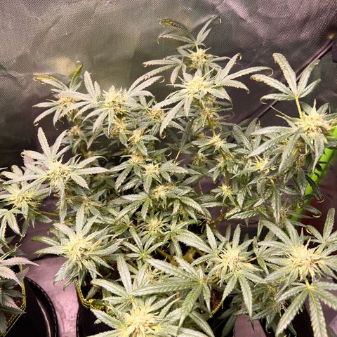 Gertrud #2 growlog timeline photo