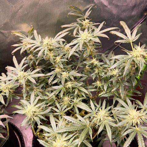 Gertrud #2 growlog timeline photo