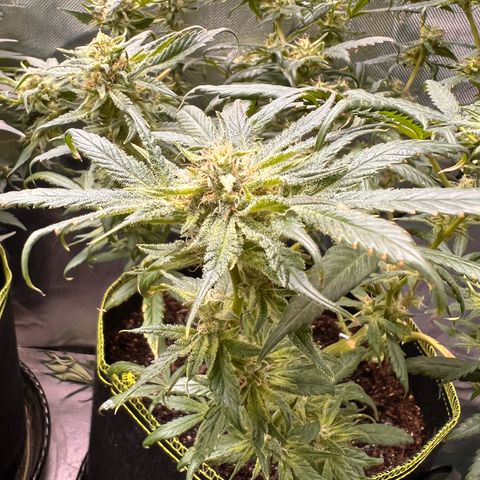 Gertrud #2 growlog timeline photo