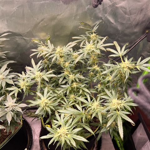 Gertrud #2 growlog timeline photo