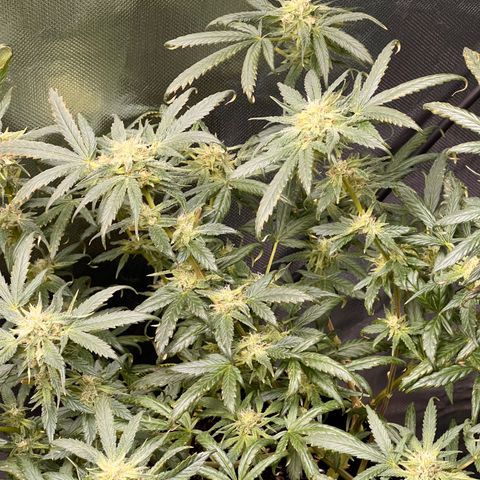 Gertrud #2 growlog timeline photo