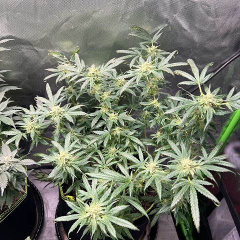Gertrud #2 growlog timeline photo
