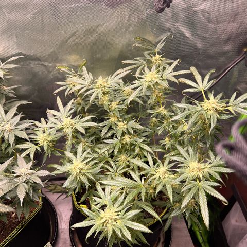Gertrud #2 growlog timeline photo