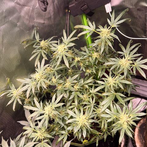 Gertrud #2 growlog timeline photo