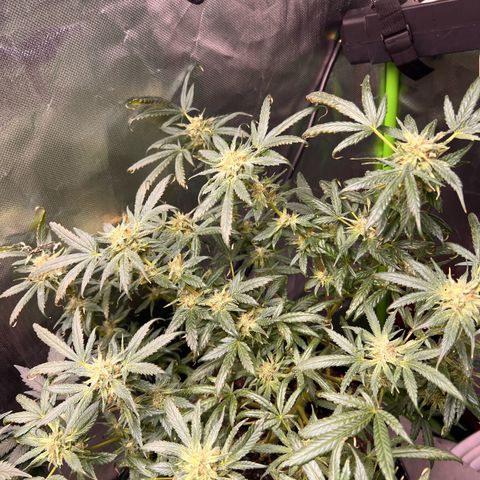 Gertrud #2 growlog timeline photo