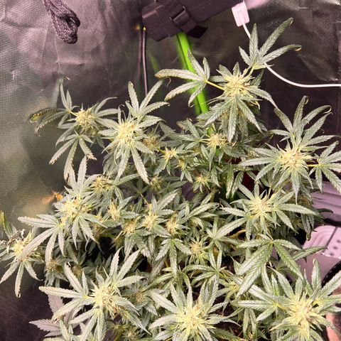 Gertrud #2 growlog timeline photo