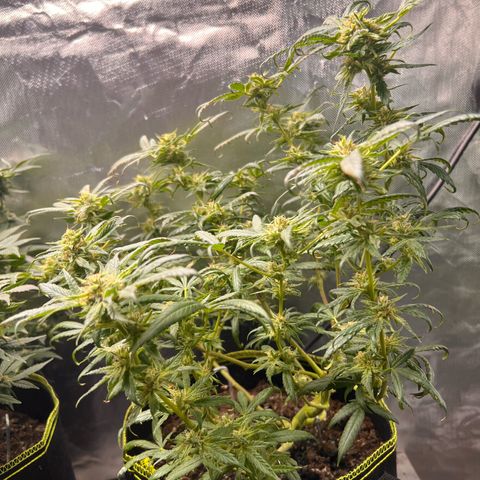 Gertrud #2 growlog timeline photo