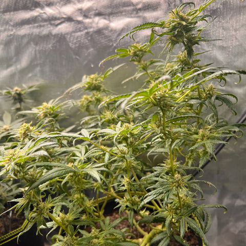 Gertrud #2 growlog timeline photo