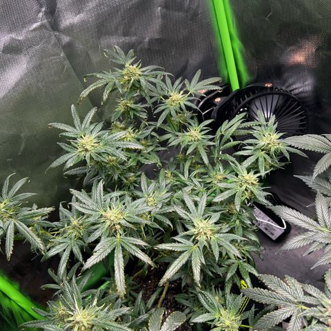 Gertrud #2 growlog timeline photo