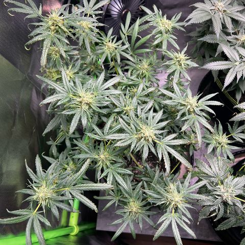Gertrud #2 growlog timeline photo
