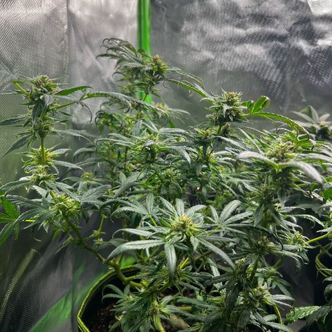Gertrud #2 growlog timeline photo