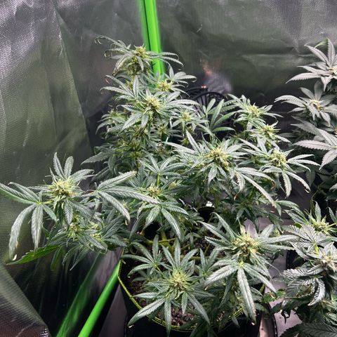 Gertrud #2 growlog timeline photo
