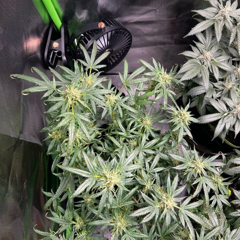 Gertrud #2 growlog timeline photo