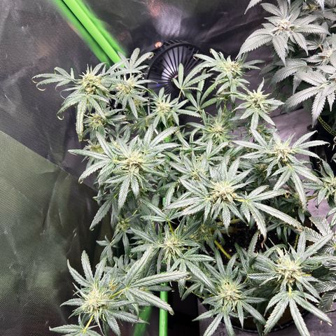 Gertrud #2 growlog timeline photo