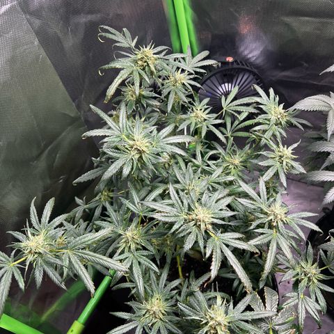 Gertrud #2 growlog timeline photo