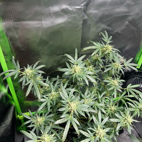 Gertrud #2 growlog timeline photo