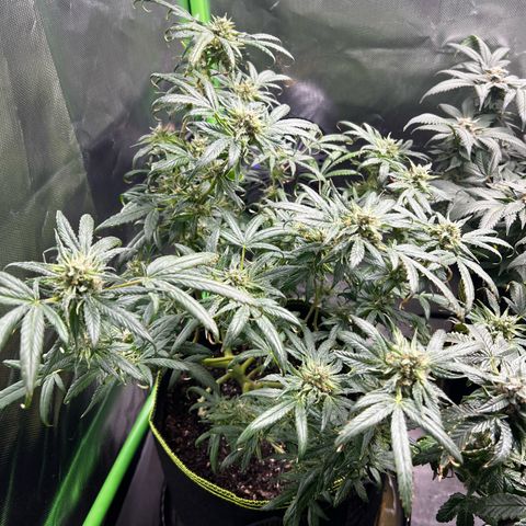 Gertrud #2 growlog timeline photo