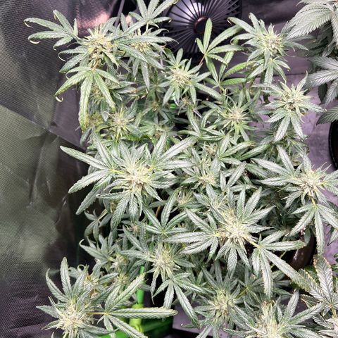 Gertrud #2 growlog timeline photo