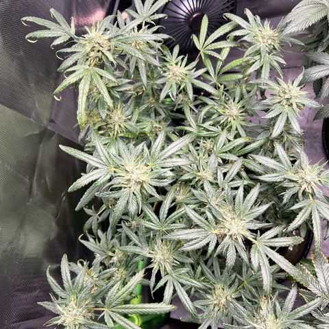 Gertrud #2 growlog timeline photo