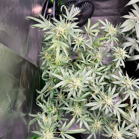 Gertrud #2 growlog timeline photo