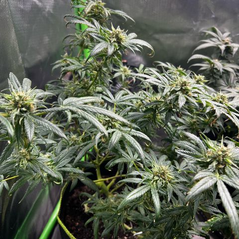 Gertrud #2 growlog timeline photo