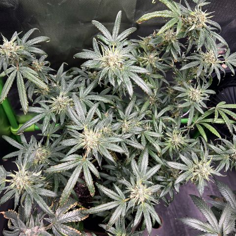 Gertrud #2 growlog timeline photo