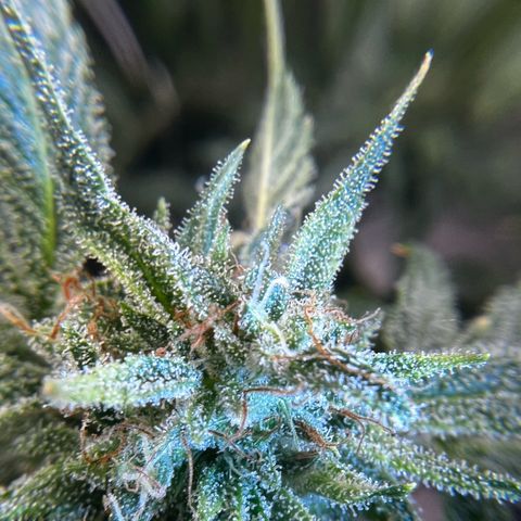 Gertrud #2 growlog timeline photo