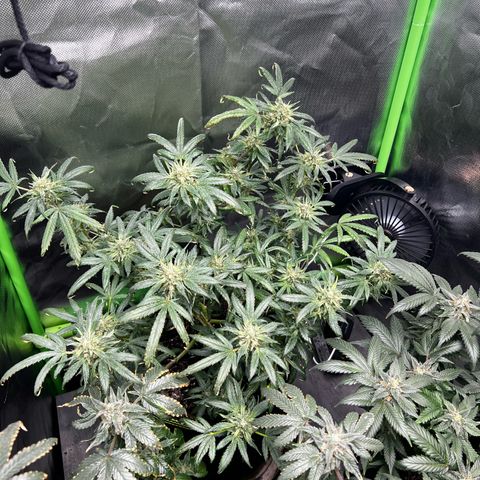 Gertrud #2 growlog timeline photo
