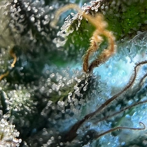 Gertrud #2 growlog timeline photo