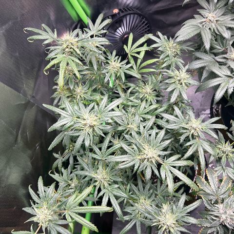 Gertrud #2 growlog timeline photo