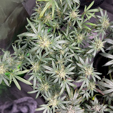 Gertrud #2 growlog timeline photo