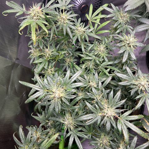 Gertrud #2 growlog timeline photo