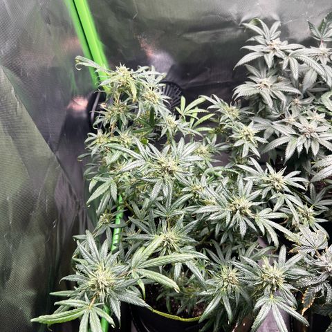 Gertrud #2 growlog timeline photo