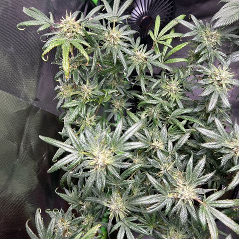 Gertrud #2 growlog timeline photo