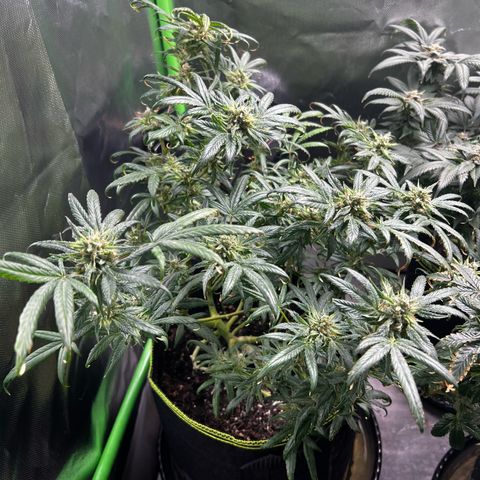 Gertrud #2 growlog timeline photo