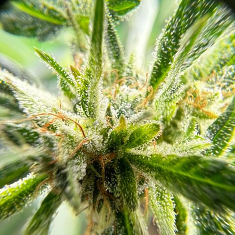 Gertrud #2 growlog timeline photo