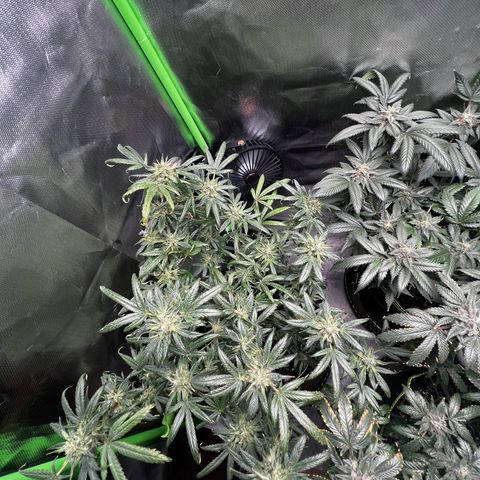 Gertrud #2 growlog timeline photo