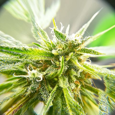 Gertrud #2 growlog timeline photo