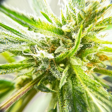 Gertrud #2 growlog timeline photo