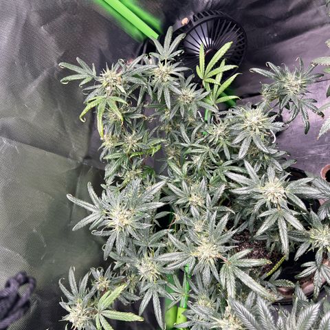 Gertrud #2 growlog timeline photo