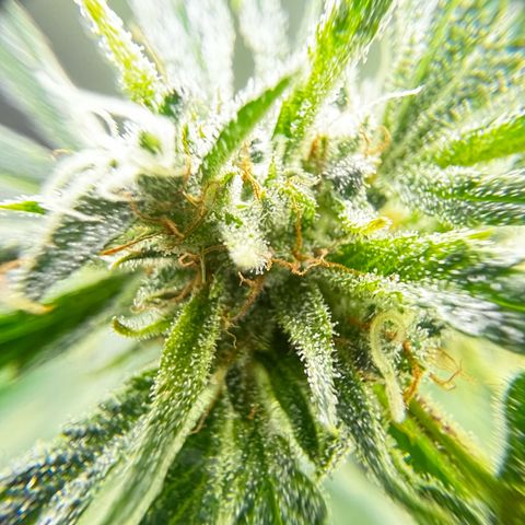 Gertrud #2 growlog timeline photo