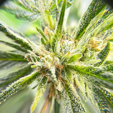Gertrud #2 growlog timeline photo