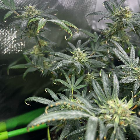 Gertrud #2 growlog timeline photo
