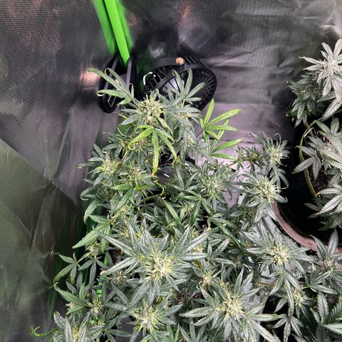 Gertrud #2 growlog timeline photo