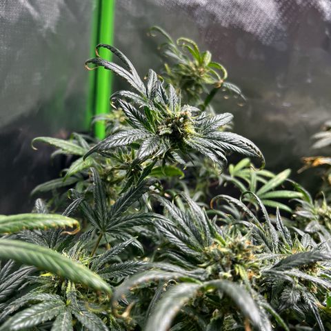 Gertrud #2 growlog timeline photo