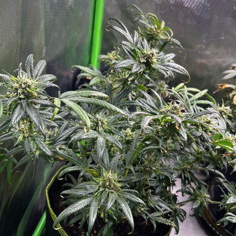Gertrud #2 growlog timeline photo