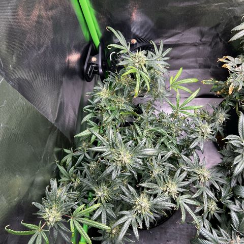 Gertrud #2 growlog timeline photo