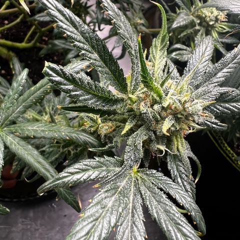 Gertrud #2 growlog timeline photo