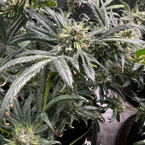 Gertrud #2 growlog timeline photo